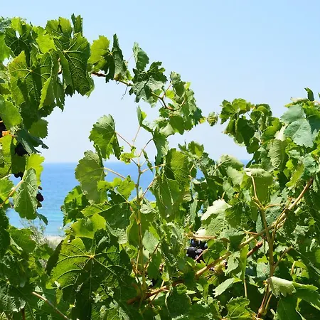 Blue Bliss * Naxos City